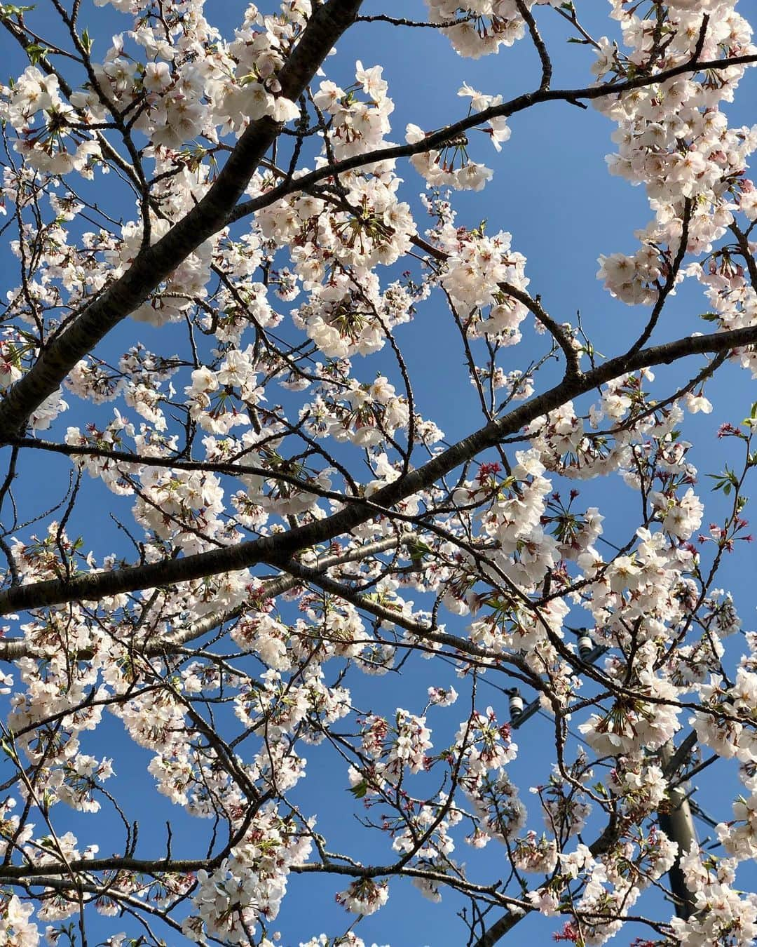 岡部亜紀さんのインスタグラム写真 - (岡部亜紀Instagram)「少しだけお花見🌸」4月2日 20時55分 - akiokabe