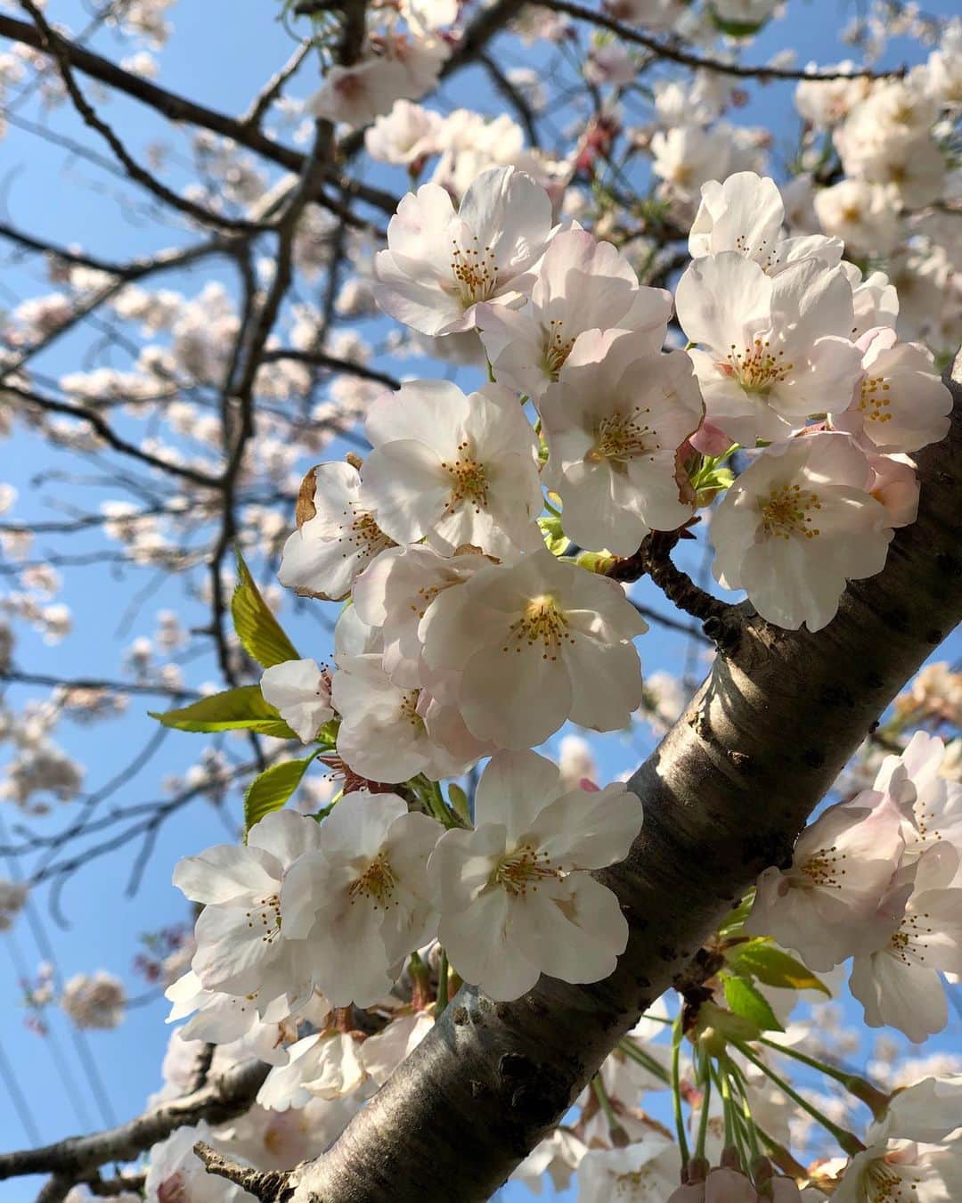 のインスタグラム：「少しだけお花見🌸」
