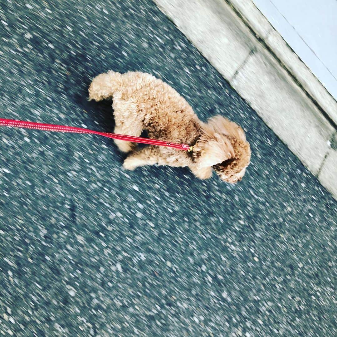 川坂勇太のインスタグラム：「躍動感！ #くせげ #トイプードル #プードル #犬 #散歩 #dog #poodle」