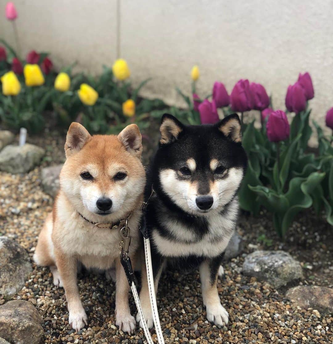 豆柴なつ&ふゆのインスタグラム