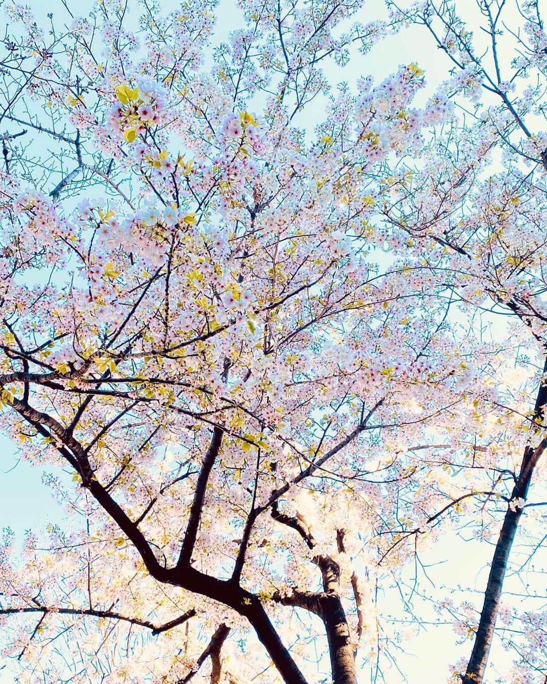 大友陽平さんのインスタグラム写真 - (大友陽平Instagram)「SAKURA2020 🌸 #桜 #SAKURA #春は必ず来る」4月2日 21時11分 - nikkan_ohtomo