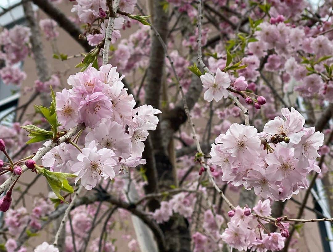 大友陽平さんのインスタグラム写真 - (大友陽平Instagram)「SAKURA2020 🌸 #桜 #SAKURA #春は必ず来る」4月2日 21時19分 - nikkan_ohtomo