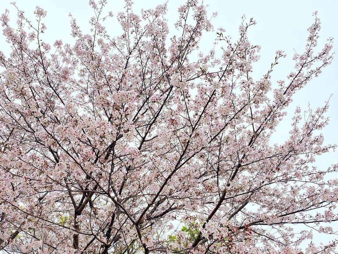 大友陽平さんのインスタグラム写真 - (大友陽平Instagram)「SAKURA2020 🌸 #桜 #SAKURA #春は必ず来る」4月2日 21時19分 - nikkan_ohtomo