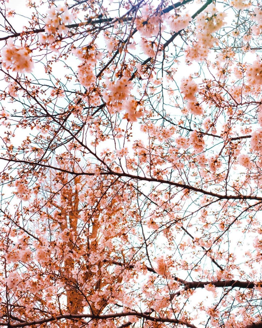 大矢真夕さんのインスタグラム写真 - (大矢真夕Instagram)「Photo of cherry blossoms in full bloom last week🌸⛩🌸 . .  先週の満開直前くらいの時かな🤘😊🌸 . .  #flowers #花 #花のある風景 #flower_perfection  #桜🌸 #sakura🌸  #cherryblossom #お花見 #花見 #桜 #snapshot #🇯🇵 #ファインダー越しの世界 #ファインダー越しの私の世界 #写真部 #写真で伝えたい私の世界 #cooljapan #instagramjapan #photo_japan #photo_jpn #igersjp #lightroom #eos #eosm200 #my_eosm200 #canon📷 #art_of_japan_ #my_eos_photo #life_with_camera #eos_my_photo」4月2日 21時20分 - mayuohya