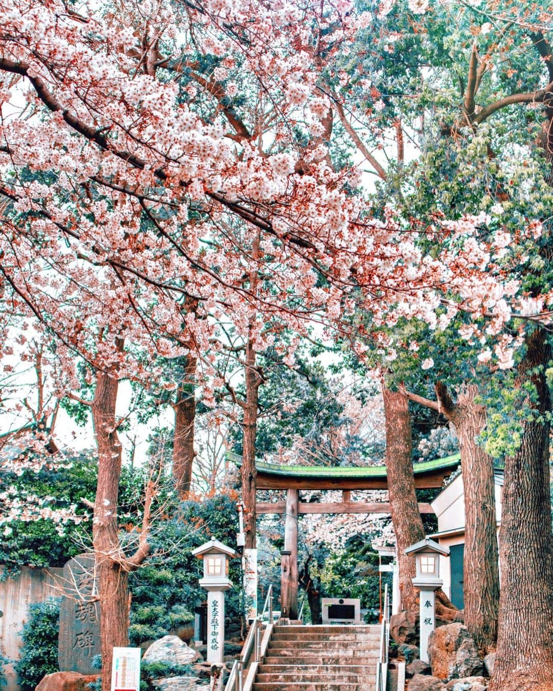 大矢真夕さんのインスタグラム写真 - (大矢真夕Instagram)「Photo of cherry blossoms in full bloom last week🌸⛩🌸 . .  先週の満開直前くらいの時かな🤘😊🌸 . .  #flowers #花 #花のある風景 #flower_perfection  #桜🌸 #sakura🌸  #cherryblossom #お花見 #花見 #桜 #snapshot #🇯🇵 #ファインダー越しの世界 #ファインダー越しの私の世界 #写真部 #写真で伝えたい私の世界 #cooljapan #instagramjapan #photo_japan #photo_jpn #igersjp #lightroom #eos #eosm200 #my_eosm200 #canon📷 #art_of_japan_ #my_eos_photo #life_with_camera #eos_my_photo」4月2日 21時20分 - mayuohya