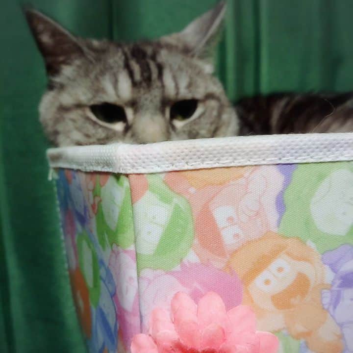 のインスタグラム：「#ねこ #ねこすたぐらむ #cat」