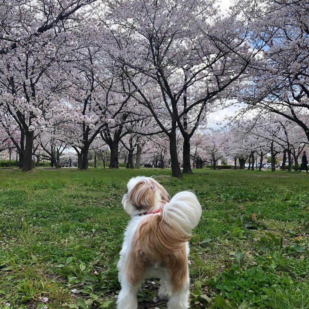 いりこのインスタグラム：「🌸」