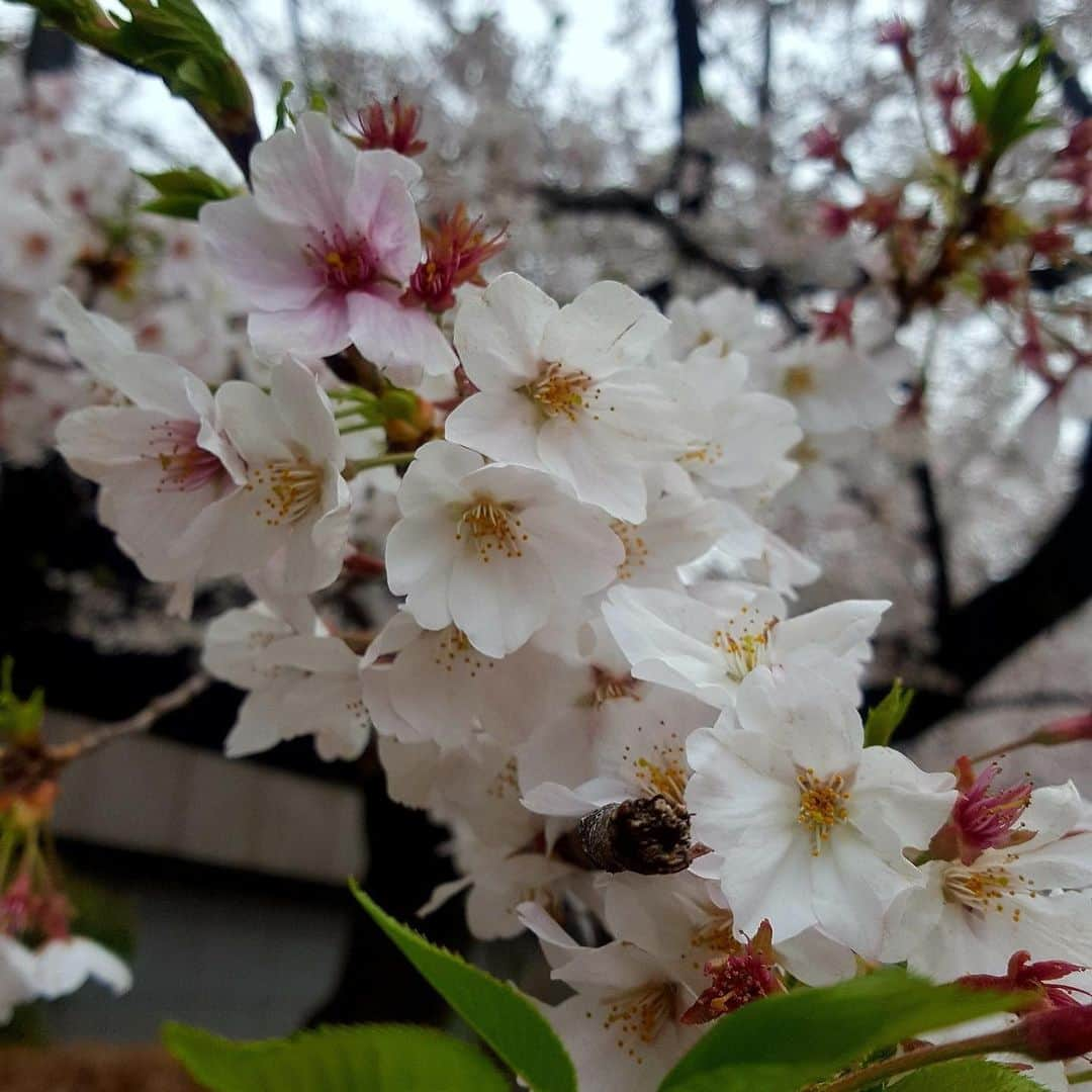 みちょママ（みちょぱ母）さんのインスタグラム写真 - (みちょママ（みちょぱ母）Instagram)「近所の桜🌸 この前の雪の日と今の桜🌸 今年はもう終わりだけど来年もまた綺麗な桜咲くしお花見できるよね〜」4月2日 21時44分 - chopamaa