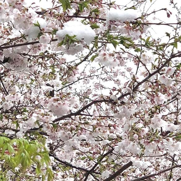 みちょママ（みちょぱ母）のインスタグラム：「近所の桜🌸 この前の雪の日と今の桜🌸 今年はもう終わりだけど来年もまた綺麗な桜咲くしお花見できるよね〜」
