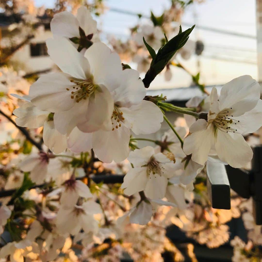 岸谷香さんのインスタグラム写真 - (岸谷香Instagram)「皆さんいかがお過ごしですか？不安な日々にもかかわらず、実家の桜が見事に満開♥️毎年うっとりする我が家の桜。枝垂れ、ソメヨシノは変わらず咲いてくれますが、裏庭の八重桜は、母が亡くなってから咲かなくなりました。。お花見我慢した皆さんに、奥居家の桜お裾分けです😊 なんとか有意義に過ごしたい‼️と、小さい頃からパズラーだった娘と1000ピースのジグソーパズルを‼️ま、ほぼ娘がやりましたが😅たまたま1ピースハマってキャーキャー言うと、耳元でうるさい💢と呆れられながら。15年前とはすっかり立場逆転😅💦 そして、気分だけでも明るくなりたくて、最近、チークをつけてます😅あんま変わらないかな⁉️😅どうせなら、なるべく有意義な時間にしたいですよね！もう少しだ‼️ 頑張りましょう‼️ #岸谷香 #桜 #パズル #桜色のチーク」4月2日 21時57分 - unlockthegirls