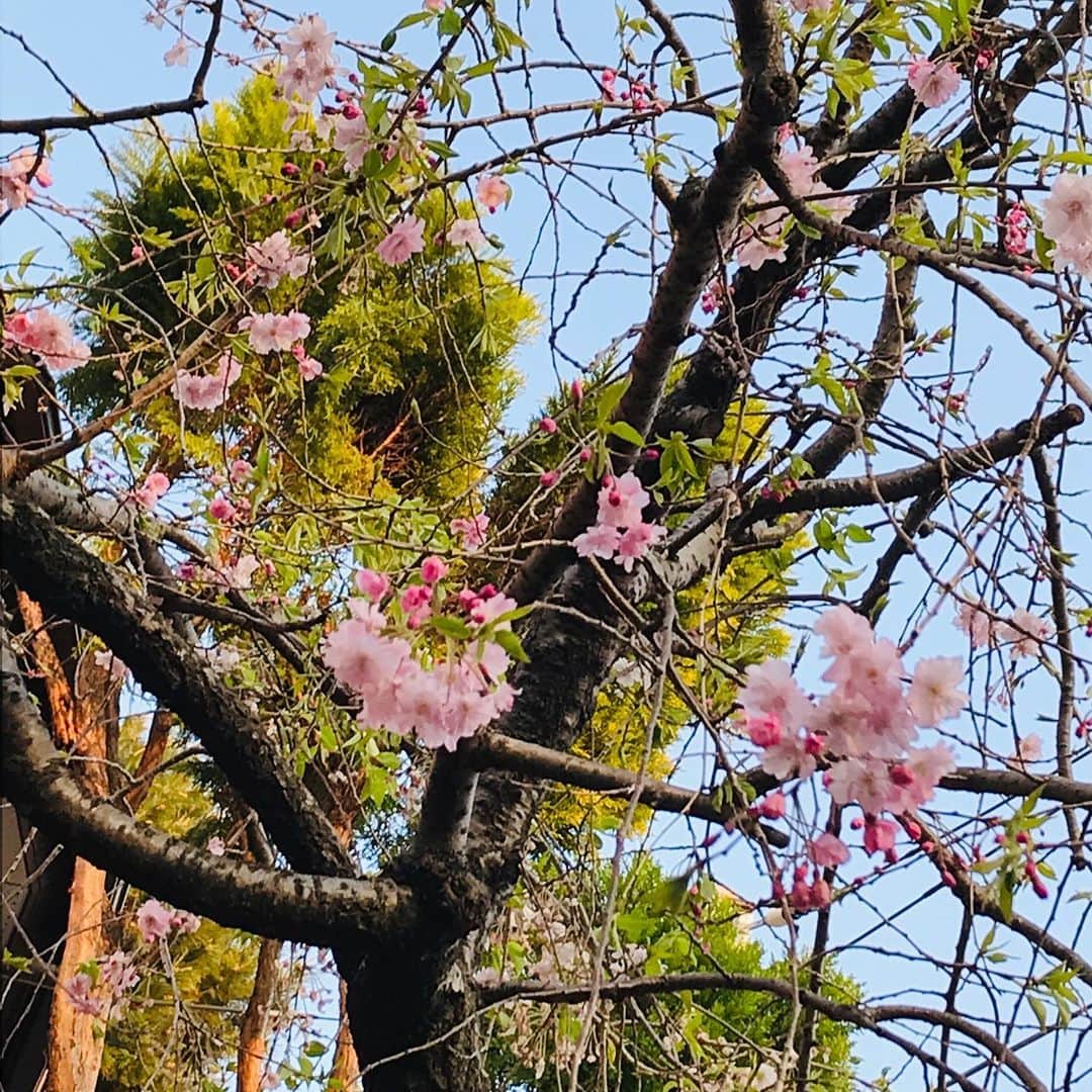 岸谷香さんのインスタグラム写真 - (岸谷香Instagram)「皆さんいかがお過ごしですか？不安な日々にもかかわらず、実家の桜が見事に満開♥️毎年うっとりする我が家の桜。枝垂れ、ソメヨシノは変わらず咲いてくれますが、裏庭の八重桜は、母が亡くなってから咲かなくなりました。。お花見我慢した皆さんに、奥居家の桜お裾分けです😊 なんとか有意義に過ごしたい‼️と、小さい頃からパズラーだった娘と1000ピースのジグソーパズルを‼️ま、ほぼ娘がやりましたが😅たまたま1ピースハマってキャーキャー言うと、耳元でうるさい💢と呆れられながら。15年前とはすっかり立場逆転😅💦 そして、気分だけでも明るくなりたくて、最近、チークをつけてます😅あんま変わらないかな⁉️😅どうせなら、なるべく有意義な時間にしたいですよね！もう少しだ‼️ 頑張りましょう‼️ #岸谷香 #桜 #パズル #桜色のチーク」4月2日 21時57分 - unlockthegirls