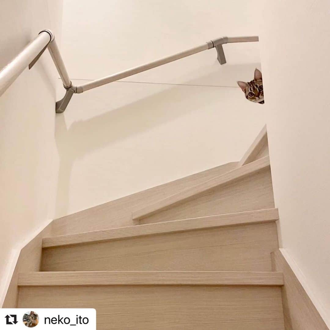 ねこさんのインスタグラム写真 - (ねこInstagram)「【#ねこは人を笑顔にする 】❣️ ひょこっ @neko_ito さん、どうもありがとう👾💞 #Repost @neko_ito with @make_repost ・・・ . 階段の下から呼んだらこれ この後走って降りてきた🥺 子供達とはまた違った愛おしさ。 . #ねこ#猫#猫部#にゃんこ#アメリカンショートヘア#アメショー#ねこのいる生活#ねこのいる暮らし#猫好きさんと繋がりたい#ねこのきもち#ねこすたぐらむ#にゃんすたぐらむ#猫との暮らし#いととの暮らし#猫と暮らす#ベストキャットオーディション#ぺこねこ部#ねこは人を笑顔にする#nyancon01#catstagram#catlife#cats#americanshorthair#cats_of_instagram#catlover#catsofinstagram#cats_of_world#catstagram_japan」4月2日 22時11分 - neko_magazine