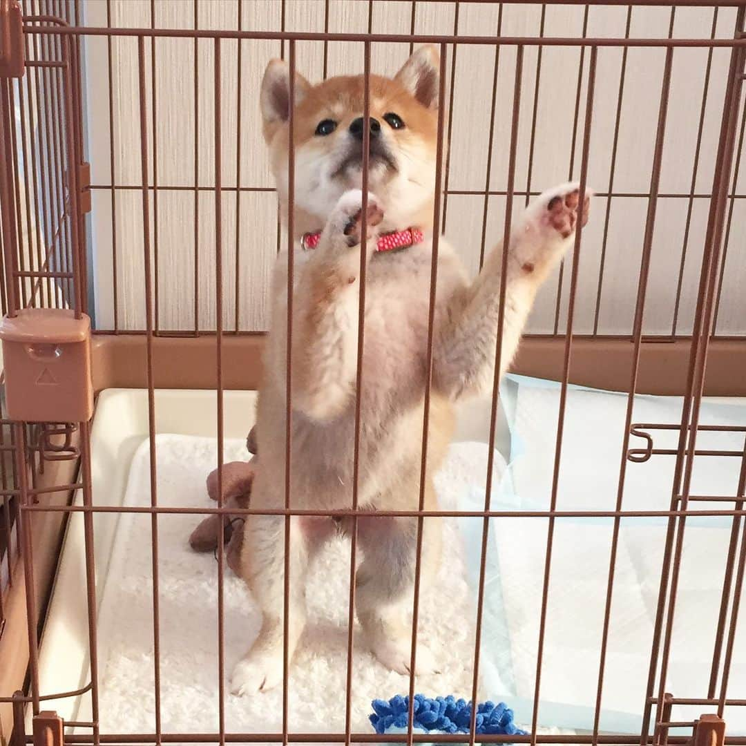 柴犬ハル&保護犬すずさんのインスタグラム写真 - (柴犬ハル&保護犬すずInstagram)「😷 . 「マスクが〜♬ 世帯に2枚って聞きました〜♬ 6人家族の人はどうしよう〜 8人家族の人もどうしよう〜 他の国は〜いろいろ補償があるのよ〜 日本は〜どうなってる〜lululu〜 マthク〜マthク〜マママママthク〜😷」 . #マthクの歌 #これからどうなるの日本 #コロナに勝つにはどうするのー . #柴犬#柴#kagoshima#dog#puppy#shibainu#shibastagram#いぬバカ部#family#鹿児島#赤柴#雑種#天文館#日本犬#保護犬を家族に#保護犬#元保護犬#マスク#dogs#Kagoshima#動物#animal#どうぶつ#コロナ#korona」4月2日 22時15分 - haruharu040777