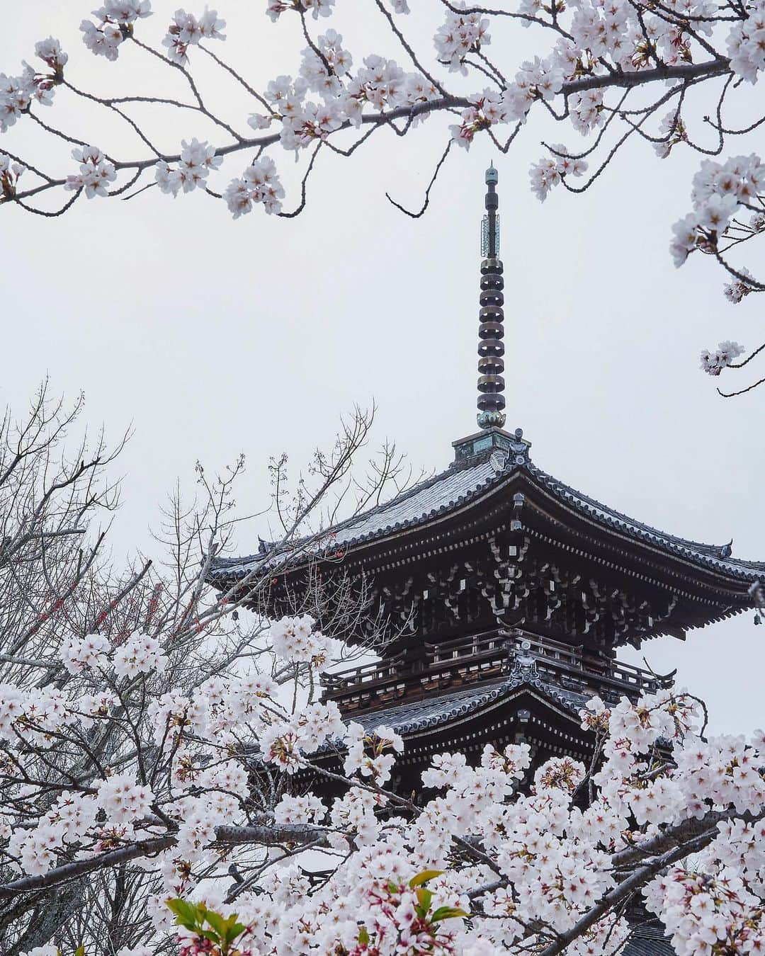 Najiiのインスタグラム：「Bloom - - - #instagramjapan #canonglobal #teamcanon #tokyocameraclub #東京カメラ部 #mycanon #canonasia #spring #photo_shorttrip #lovers_nippon #pics_jp #visitjapanjp #unknownjapan #bloom #sakura #桜 #サクラ#eos #my_eos_photo  #kyoto #京 #京都 #japan #temple #寺」