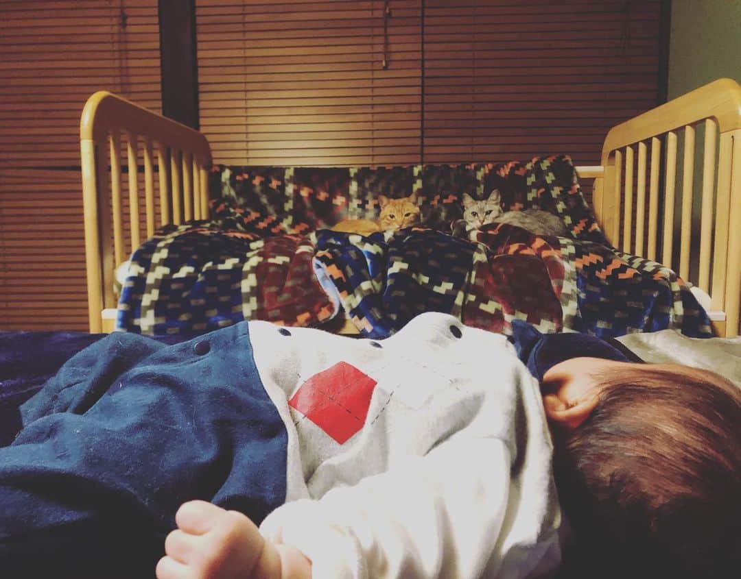 久保田夏菜さんのインスタグラム写真 - (久保田夏菜Instagram)「え、そこは僕のベッドなんだけど。  #猫と赤ちゃん　#保護猫　#銀　#ぎん　#金　#きん　#サバトラ　#茶トラ　#ねこすたぐらむ　#ねこのいる生活 #あかちゃんのいる生活　#赤ちゃん　#生後1か月　#男の子ベビー」4月2日 22時18分 - kanakubota0805