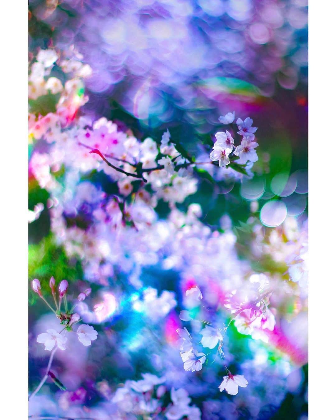 メグのん♡ A k i k oのインスタグラム：「What a fantastic spring night🌸 It must have been the cherry blossom fairy's doing🧚‍♀️ . . . 花の宴 . . . 🧚‍♀️💫🌸 今年は近所の桜を愛でまくる所存。」