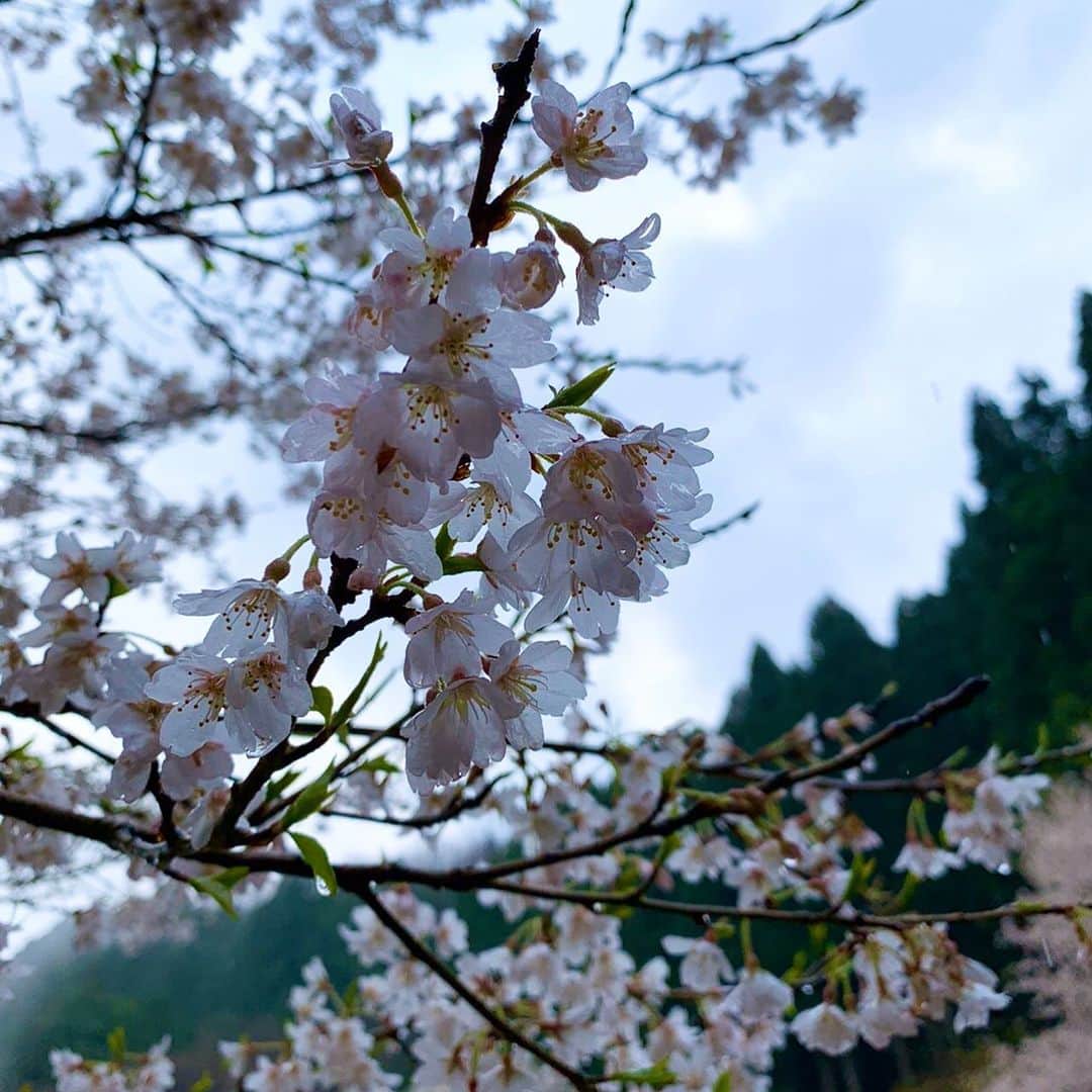 中村秀香さんのインスタグラム写真 - (中村秀香Instagram)「‪今朝の #すまたん にて‬ ‪兵庫・養父市の秘境に咲く‬ ‪樹齢１０００年の巨大な一本桜『 #樽見の大桜 』をご紹介しました！ .  桜にたどり着くまでの本格的な山道は、運動不足の私にとっては少々辛かったのですが…😂笑 .  その先に見えた ‪力強い一本桜🌸🌸 一気に疲れも吹き飛びました！！ .  今朝は雨が降っていたので、 霧がかった姿もとても神秘的でした✨」4月2日 22時31分 - hideka_ytv