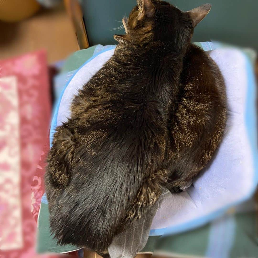 高橋春花さんのインスタグラム写真 - (高橋春花Instagram)「実家のおじいちゃん猫たち。 父の骨盤矯正用クッションが好き。 狭いのがいいんだよねぇ。 ハミでても重なっても気にしないよ。 1個ずつより2匹で1個。 #猫#癒し #秋田 #イチオシ #高橋春花#HTB」4月2日 22時31分 - htb_takahashiharuka