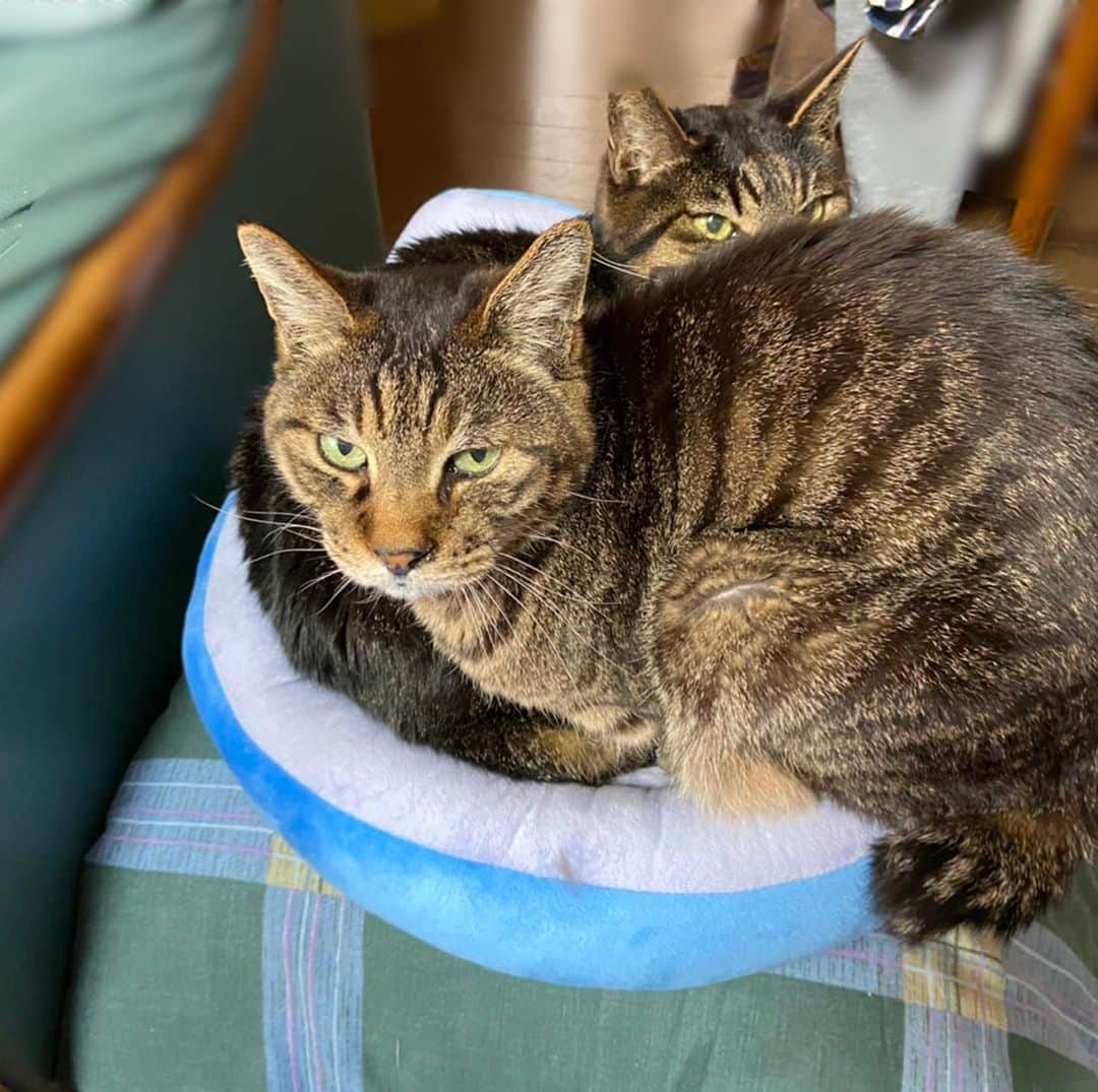 高橋春花さんのインスタグラム写真 - (高橋春花Instagram)「実家のおじいちゃん猫たち。 父の骨盤矯正用クッションが好き。 狭いのがいいんだよねぇ。 ハミでても重なっても気にしないよ。 1個ずつより2匹で1個。 #猫#癒し #秋田 #イチオシ #高橋春花#HTB」4月2日 22時31分 - htb_takahashiharuka