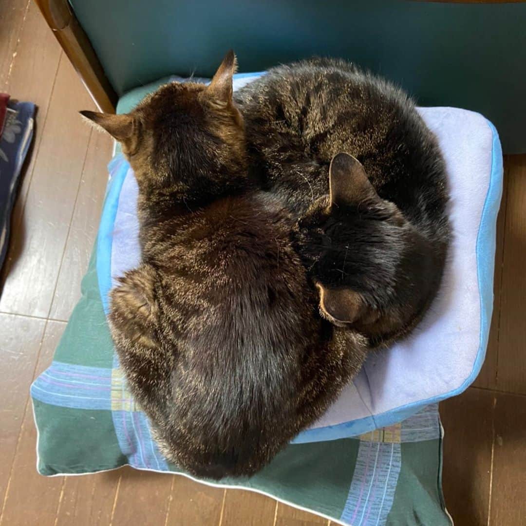 高橋春花さんのインスタグラム写真 - (高橋春花Instagram)「実家のおじいちゃん猫たち。 父の骨盤矯正用クッションが好き。 狭いのがいいんだよねぇ。 ハミでても重なっても気にしないよ。 1個ずつより2匹で1個。 #猫#癒し #秋田 #イチオシ #高橋春花#HTB」4月2日 22時31分 - htb_takahashiharuka