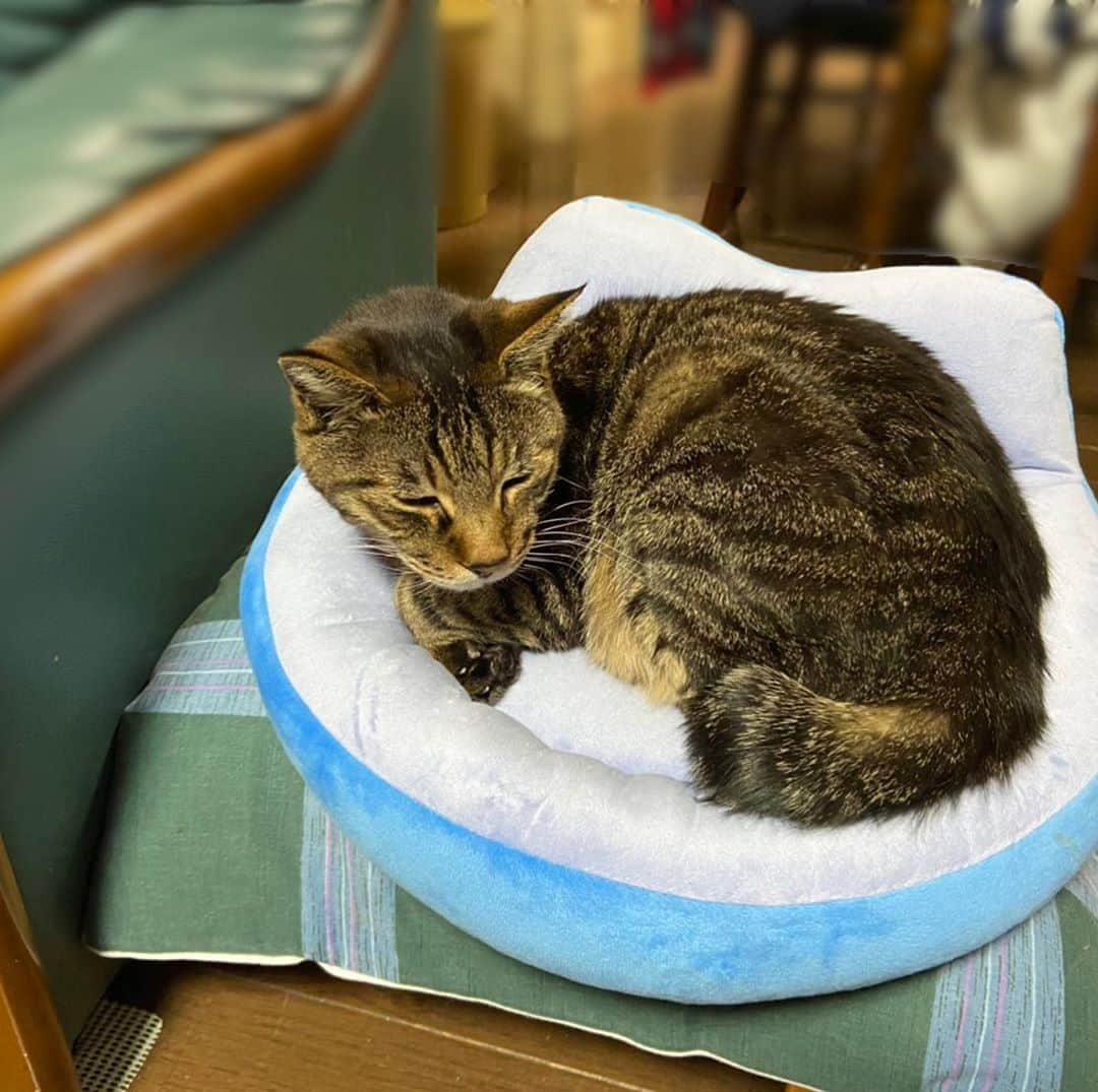 高橋春花のインスタグラム：「実家のおじいちゃん猫たち。 父の骨盤矯正用クッションが好き。 狭いのがいいんだよねぇ。 ハミでても重なっても気にしないよ。 1個ずつより2匹で1個。 #猫#癒し #秋田 #イチオシ #高橋春花#HTB」