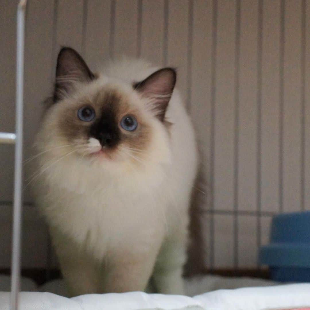 takegaeruのインスタグラム：「ああ、もふもふしたいなぁ😭‼️ #cat #scottishfold #猫 #スコティッシュフォールド #三毛スコ友の会 #ragdoll #ラグドール #ホワイトポッチーズ #よもねこ #よもぎねこ #キジトラ #きじとら」