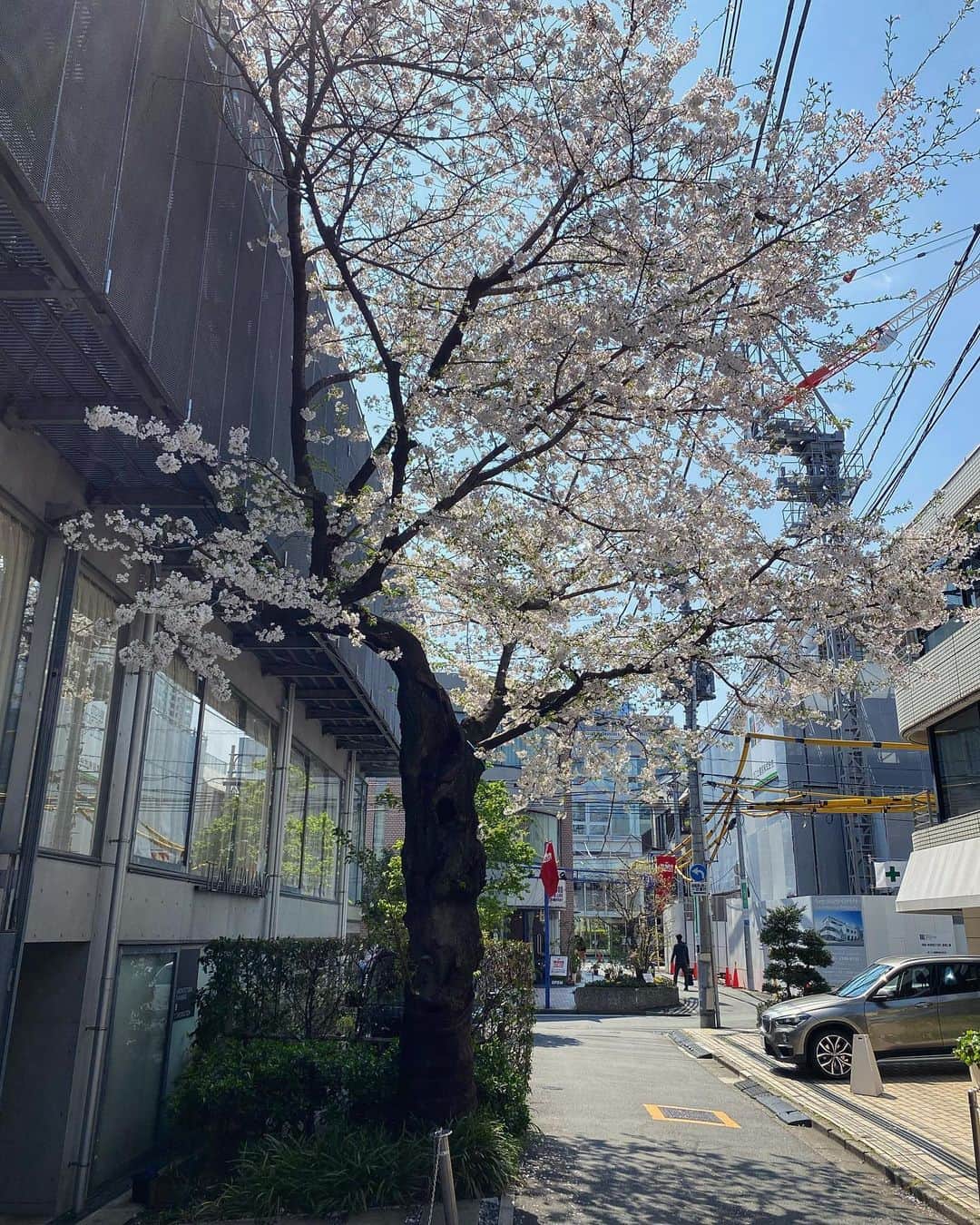 宍戸開さんのインスタグラム写真 - (宍戸開Instagram)「#alley #cherryblossom 🌸」4月2日 22時55分 - kaishishido