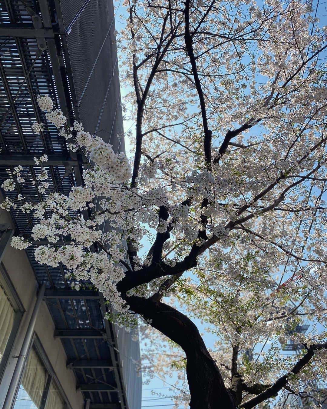 宍戸開さんのインスタグラム写真 - (宍戸開Instagram)「#alley #cherryblossom 🌸」4月2日 22時55分 - kaishishido