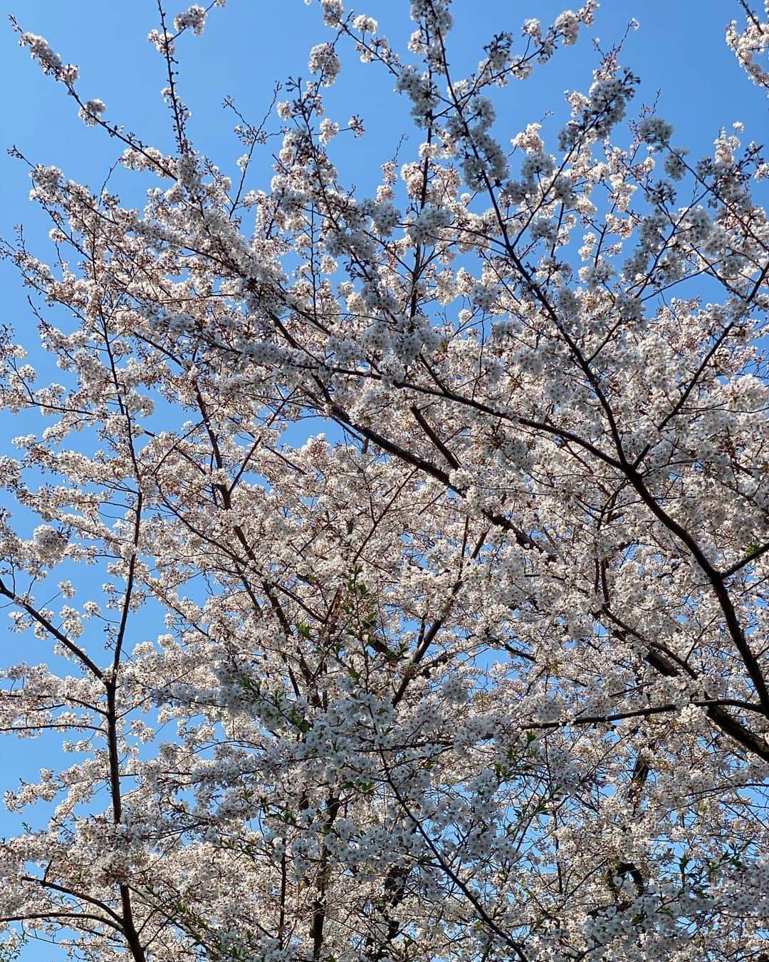 宍戸開さんのインスタグラム写真 - (宍戸開Instagram)「#alley #cherryblossom 🌸」4月2日 23時11分 - kaishishido