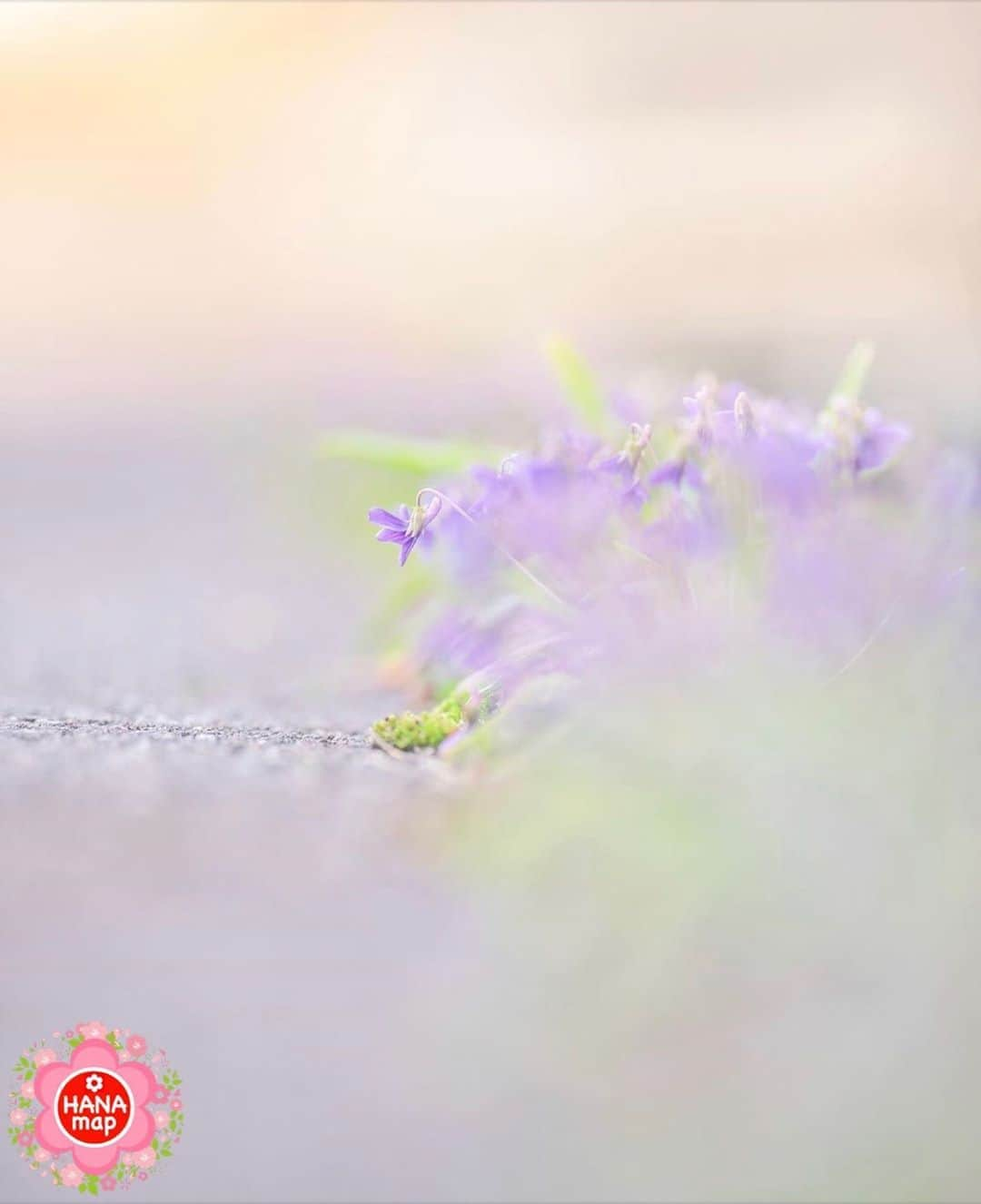 はなまっぷ❁日本の花風景のインスタグラム