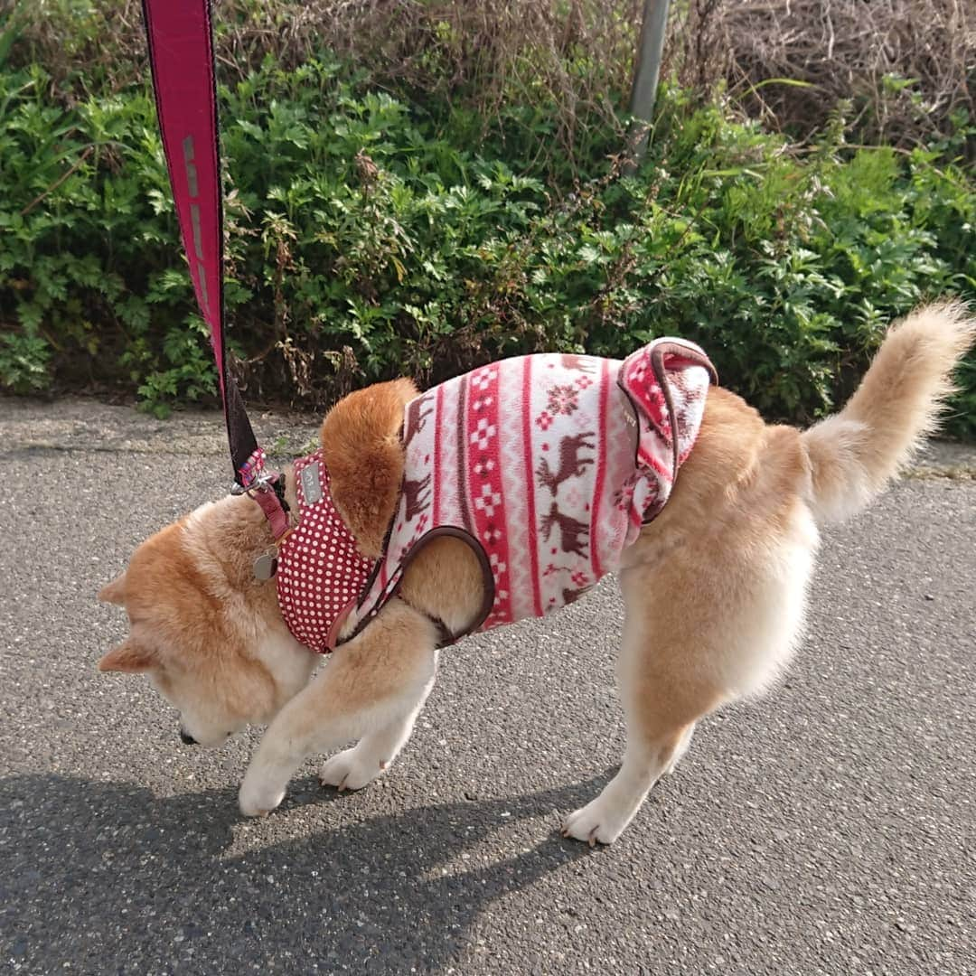 柴子さんのインスタグラム写真 - (柴子Instagram)「おはようございます。 柴子(仮名)さん、今日も元気にお散歩。 いつもの猫さんにもご挨拶。 #柴犬　#shibainu #shibastagram  #猫　#cat #catstagram」4月3日 9時09分 - senogawadogs