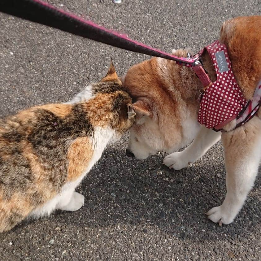 柴子さんのインスタグラム写真 - (柴子Instagram)「おはようございます。 柴子(仮名)さん、今日も元気にお散歩。 いつもの猫さんにもご挨拶。 #柴犬　#shibainu #shibastagram  #猫　#cat #catstagram」4月3日 9時09分 - senogawadogs