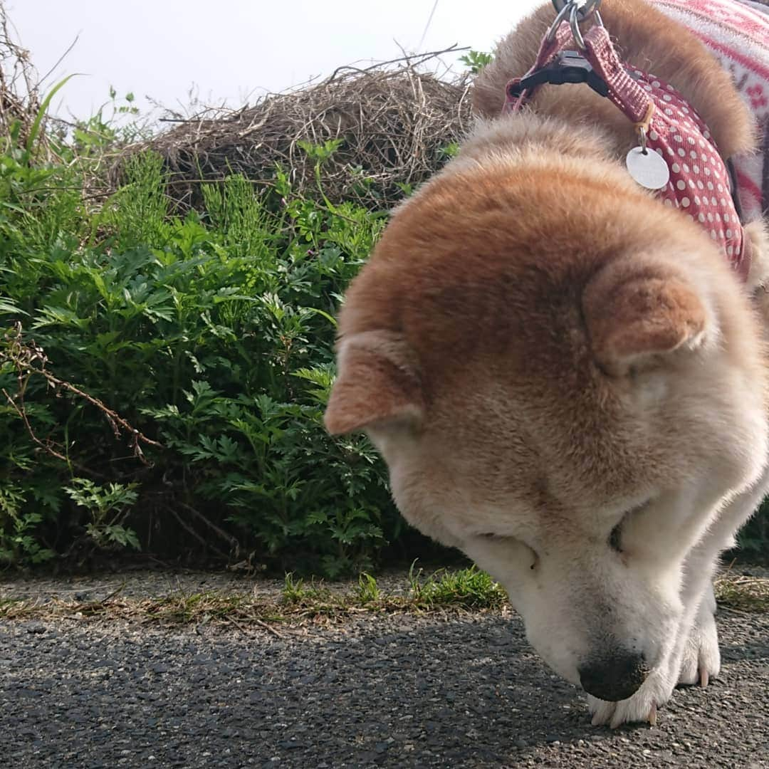 柴子のインスタグラム：「おはようございます。 柴子(仮名)さん、今日も元気にお散歩。 いつもの猫さんにもご挨拶。 #柴犬　#shibainu #shibastagram  #猫　#cat #catstagram」