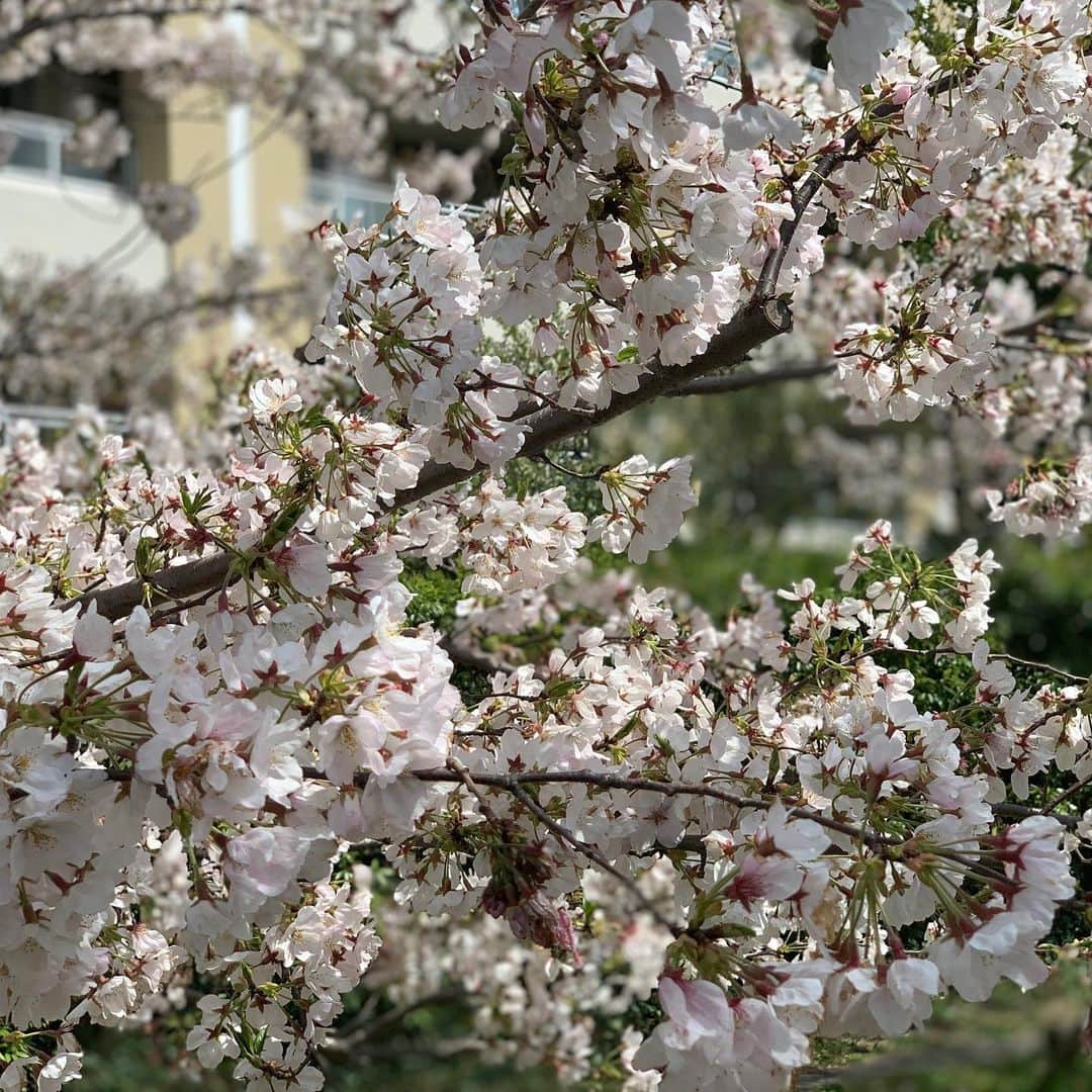 長野智子さんのインスタグラム写真 - (長野智子Instagram)「#桜 #満開  #早くもとの世界に戻りますように #stayhome」4月3日 9時23分 - naganotomoko