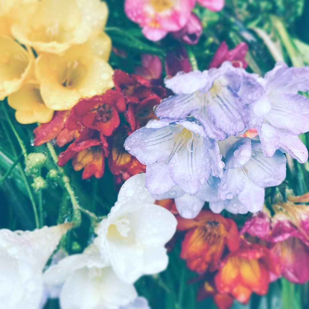 中野敬久さんのインスタグラム写真 - (中野敬久Instagram)「#flower #flowersoflife #yellow #red #purple #white #wet #hope #peace」4月3日 7時46分 - hirohisanakano