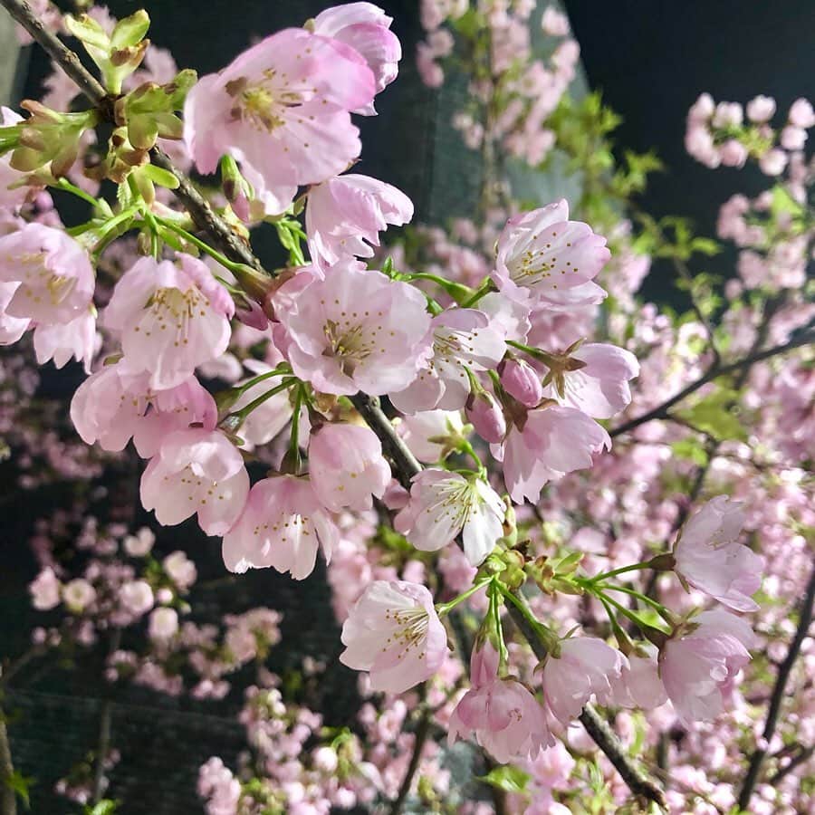 下平夏奈さんのインスタグラム写真 - (下平夏奈Instagram)「おはようございます♩  今日はみなさんに桜をお届け🌸  新学期や卒業、 新たな旅立ちや出会いの季節。  桜を見るといろんな思い出が 溢れ出します✨  今年のお花見は延期になって しまったので また来年のお楽しみかな？  最近よく着けている @danielwellington の カジュアルな時計と 桜のコラボが素敵だったので カメラでぱしゃり☆  小さめのフェイスがお気に入り♩ : : 【お得な情報をシェア】 ・4/20まで、フラワーシーズン限定ウォッチ期間限定販売！ ・サクラの限定ラッピング＆しおりは  公式WEBショップで数量限定です！ : ◽️クーポンコード → kana01 (有効期限 2020.5.20まで) ◽️公式サイトのURL → https://www.danielwellington.com/jp : : #ダニエルウェリントン  #pr #watch #timetoblossom  #オシャレさんと繋がりたい  #桜 #チェリーブロッサム  #cherryblossom #pink  #花柄 #シンプル #指輪 #ring  #sports #athlete #workout  #cap #denim #fashion  #fashiongram #下平夏奈  #photography #flower  #お花見 #ピクニック #お弁当  #アクセサリー #オシャレ #小物」4月3日 8時26分 - kana0412.sss
