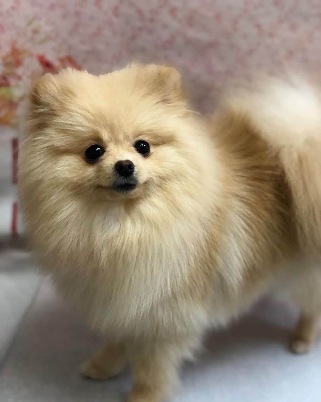 桜もこさんのインスタグラム写真 - (桜もこInstagram)「ぴぴちゃん🐶💓 #pipi #ぴぴ　#ふわふわ　#もこもこ　#mypet #dog #犬　#ポメラニアン　#オス　#love #cute #instgram #instagood #japanesegirl #japanesemodel #asiangirl #happy #お家」4月3日 18時08分 - mokochan319