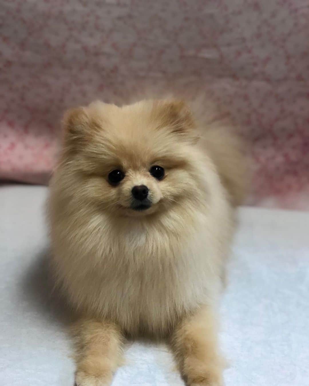 桜もこさんのインスタグラム写真 - (桜もこInstagram)「ぴぴちゃん🐶💓 #pipi #ぴぴ　#ふわふわ　#もこもこ　#mypet #dog #犬　#ポメラニアン　#オス　#love #cute #instgram #instagood #japanesegirl #japanesemodel #asiangirl #happy #お家」4月3日 18時08分 - mokochan319