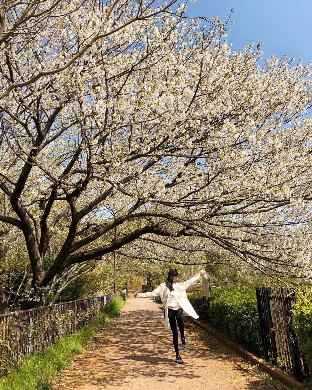 彦坂桜さんのインスタグラム写真 - (彦坂桜Instagram)「お散歩道🕊🌱 満開の桜に癒されます🌸 今年はお花見ができなかったので、帰り道に見かけた大きな桜の木に心が奪われました。 一刻も早く穏やかな日常が戻りますように。」4月3日 18時07分 - sakura10h
