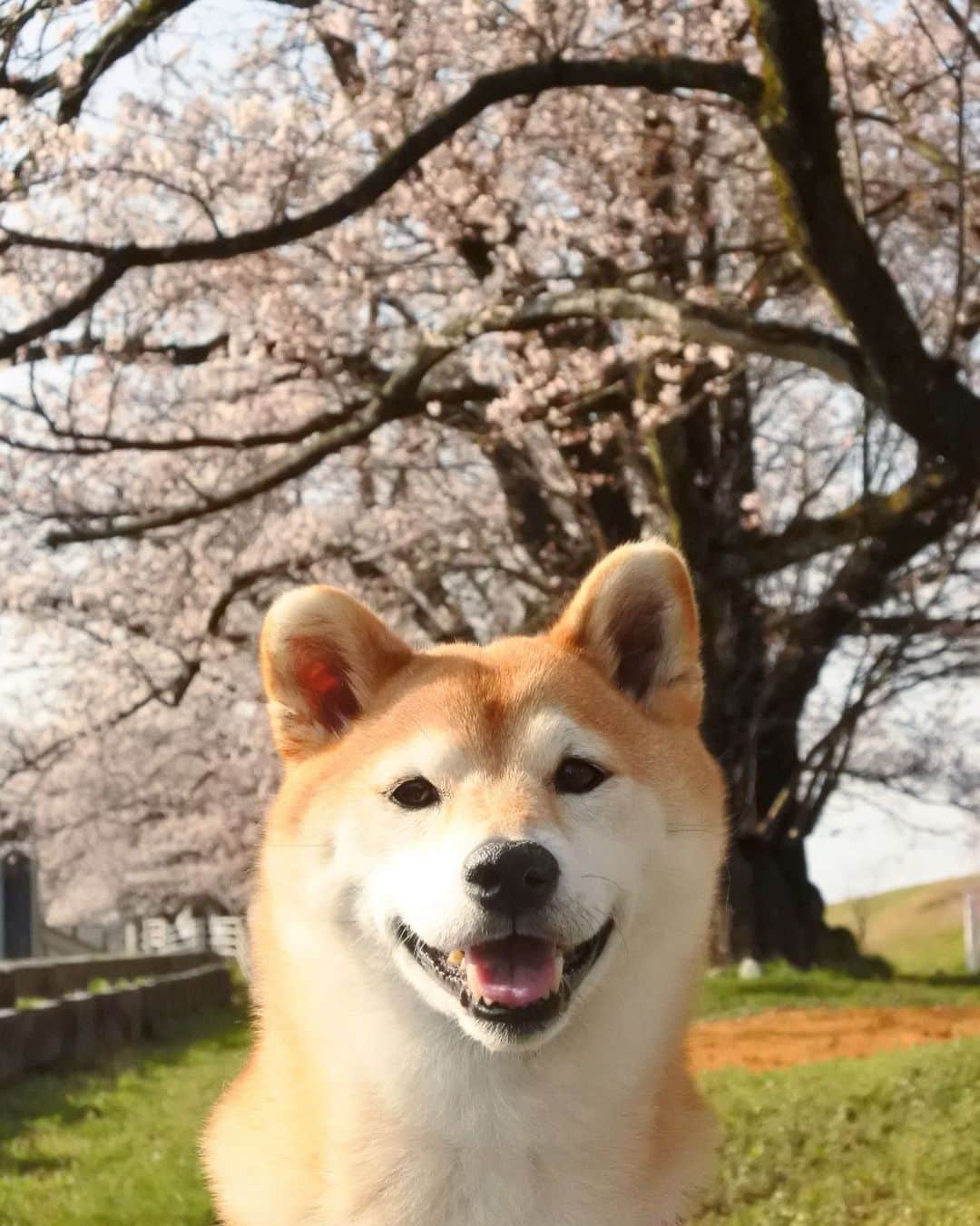 マロたんのインスタグラム：「The cherry trees are in full bloom🌸 春だよ🌸 #桜 #shiba #shibainu #weeklyfluff #cherryblossom #sakura」