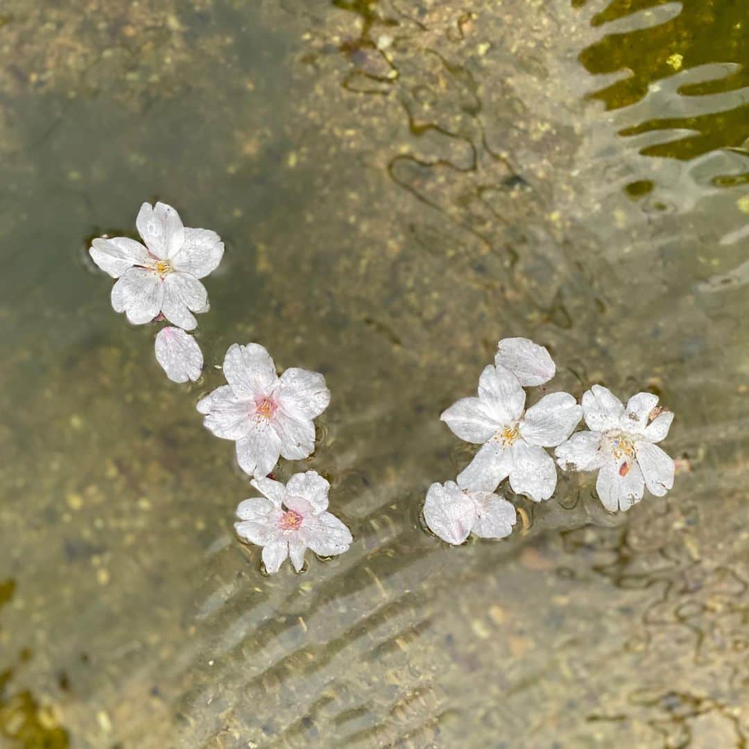 加藤順大さんのインスタグラム写真 - (加藤順大Instagram)「桜。 コロナに勝って、来年！！おもいっきり楽しい花見をしよう！！ みんなで集まる花見は今年はしたらダメ！！ わかりましたか？」4月3日 18時15分 - nobuhiro1