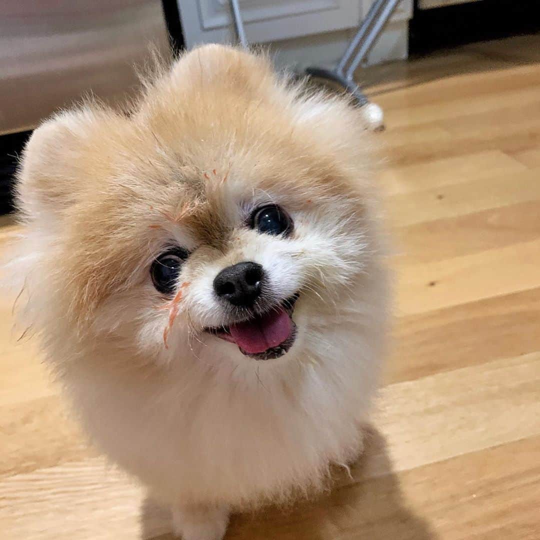 Ella Chuffyのインスタグラム：「after meal face 😋 #myisolationstyle . . . . . . . . . #ellachuffy #pet #petstagram #pomeranianpage #pomeraniansofinstagram #teacuppoms #cutedogs #pomeranian_lovers #pomeranianlife #pomeranianworld #teddybeardog #pomeranian #puppylove #aplacetolovedogs #dogoftheday #justpomeranians #fluffypack #dogoftheday #anmlsposts #thedailypompom #picoftheday #iflmdog #犬 #狗 #everydaydoglover  #pomeranianww #justpomeranians #bridgetdoodlesdogs #pomeranian_moments」