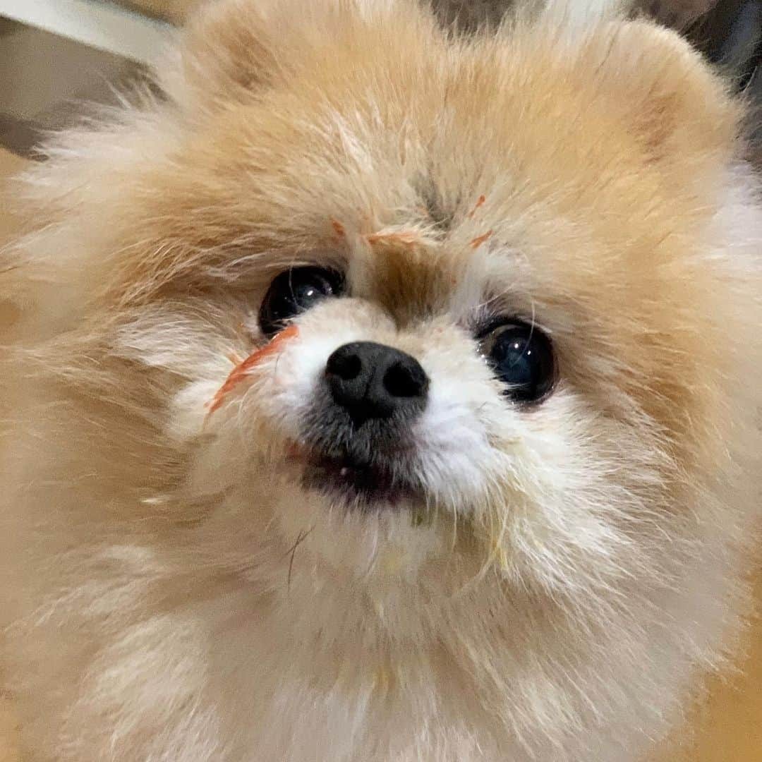 Ella Chuffyさんのインスタグラム写真 - (Ella ChuffyInstagram)「after meal face 😋 #myisolationstyle . . . . . . . . . #ellachuffy #pet #petstagram #pomeranianpage #pomeraniansofinstagram #teacuppoms #cutedogs #pomeranian_lovers #pomeranianlife #pomeranianworld #teddybeardog #pomeranian #puppylove #aplacetolovedogs #dogoftheday #justpomeranians #fluffypack #dogoftheday #anmlsposts #thedailypompom #picoftheday #iflmdog #犬 #狗 #everydaydoglover  #pomeranianww #justpomeranians #bridgetdoodlesdogs #pomeranian_moments」4月3日 18時36分 - missdiad