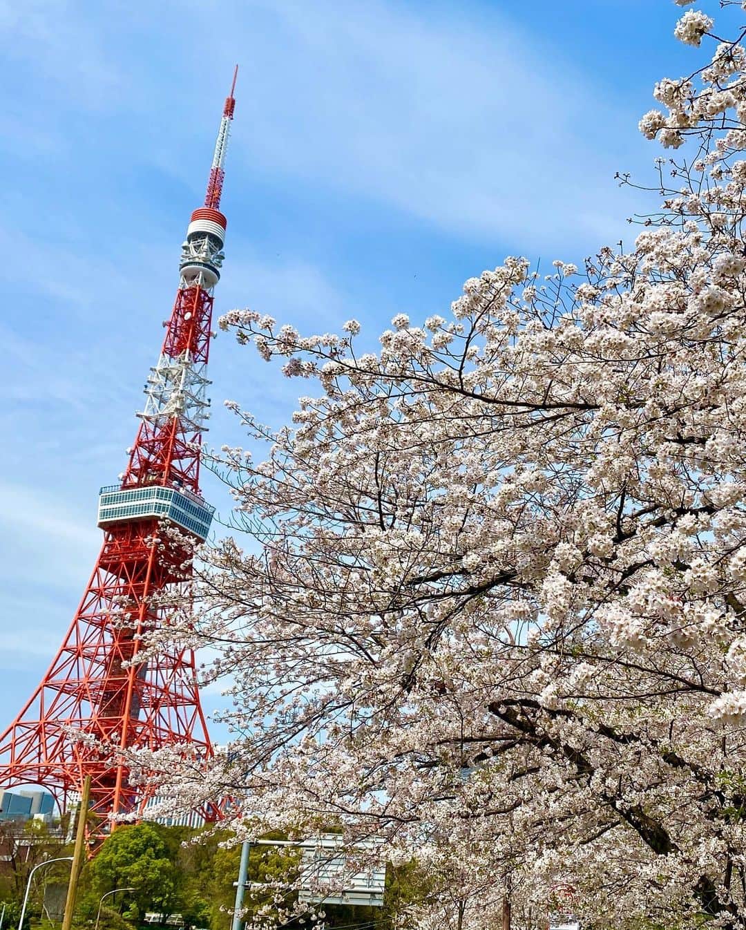 牛窪万里子さんのインスタグラム写真 - (牛窪万里子Instagram)「今日はラジオ収録後、スタジオにも近い東京タワー近くの桜を見に行きました。  昨日は強風だったのにも関わらず、まだ綺麗に咲いてました。そろそろ終わりかな。  来年は思い切りお花見が楽しめますように…。 #東京タワー #お花見 #さくら #桜 #sakura #来年も  #コロナに負けるな」4月3日 18時57分 - mariko_ushikubo