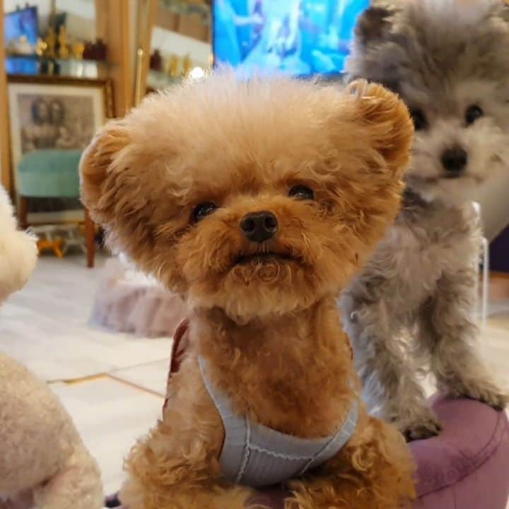 띠비비샤샤루루슈엘のインスタグラム