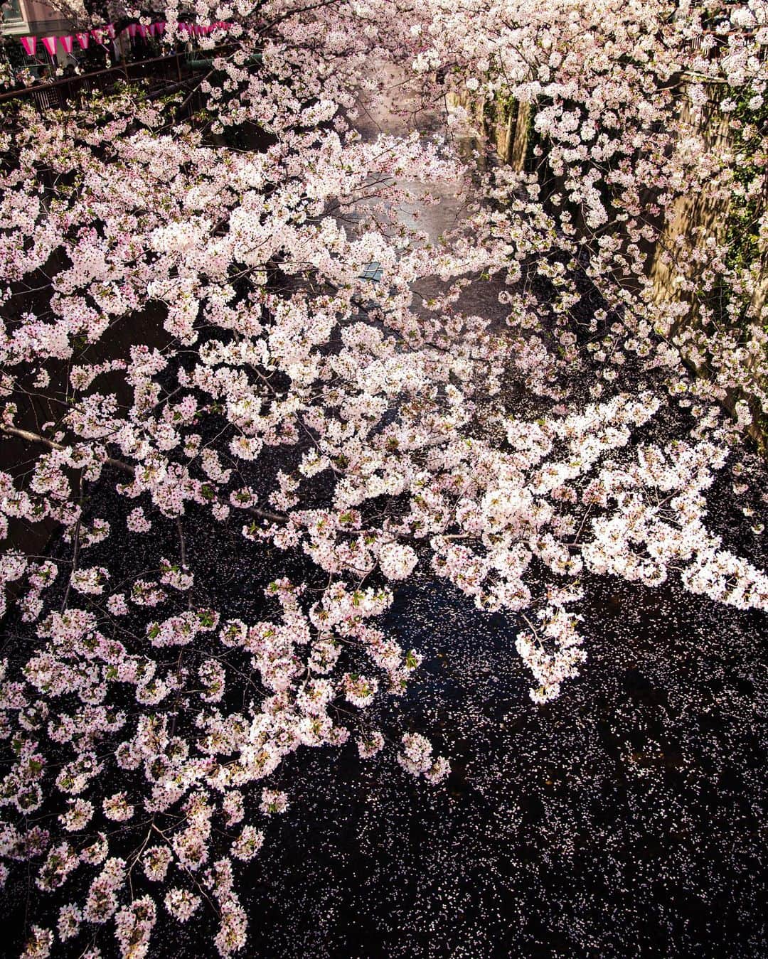 MARISのインスタグラム：「Hope we can do Sakura party next year again🌸Stay home Stay safe for our future 🙏💛 来年はどこにいても戻ってこよう🙏🌸 1人1人の行動で未来が変わるし地球が変わる🌏 来年みんながお花見ができますよーに🌸 ストレスたまる人も多いけど頑張ろうね！！乗り越えたら倍嬉しいはず✌️💖できるだけ今は我慢して家にいれる人はいよう🥺🙏 気をつけすぎるくらい気をつけてほしいしそれが大切だと思います💛　#stayhome ・ ・ 写真はね、海外に住んでた時も日本で桜をなぜかまだ友達だった時にも @light_worker_boy と見てたんだ😳彼に桜の写真をもらってきづいたから去年おととし3年前の桜を載せたよ🌸  #おうち時間　#桜　#cherryblossom」