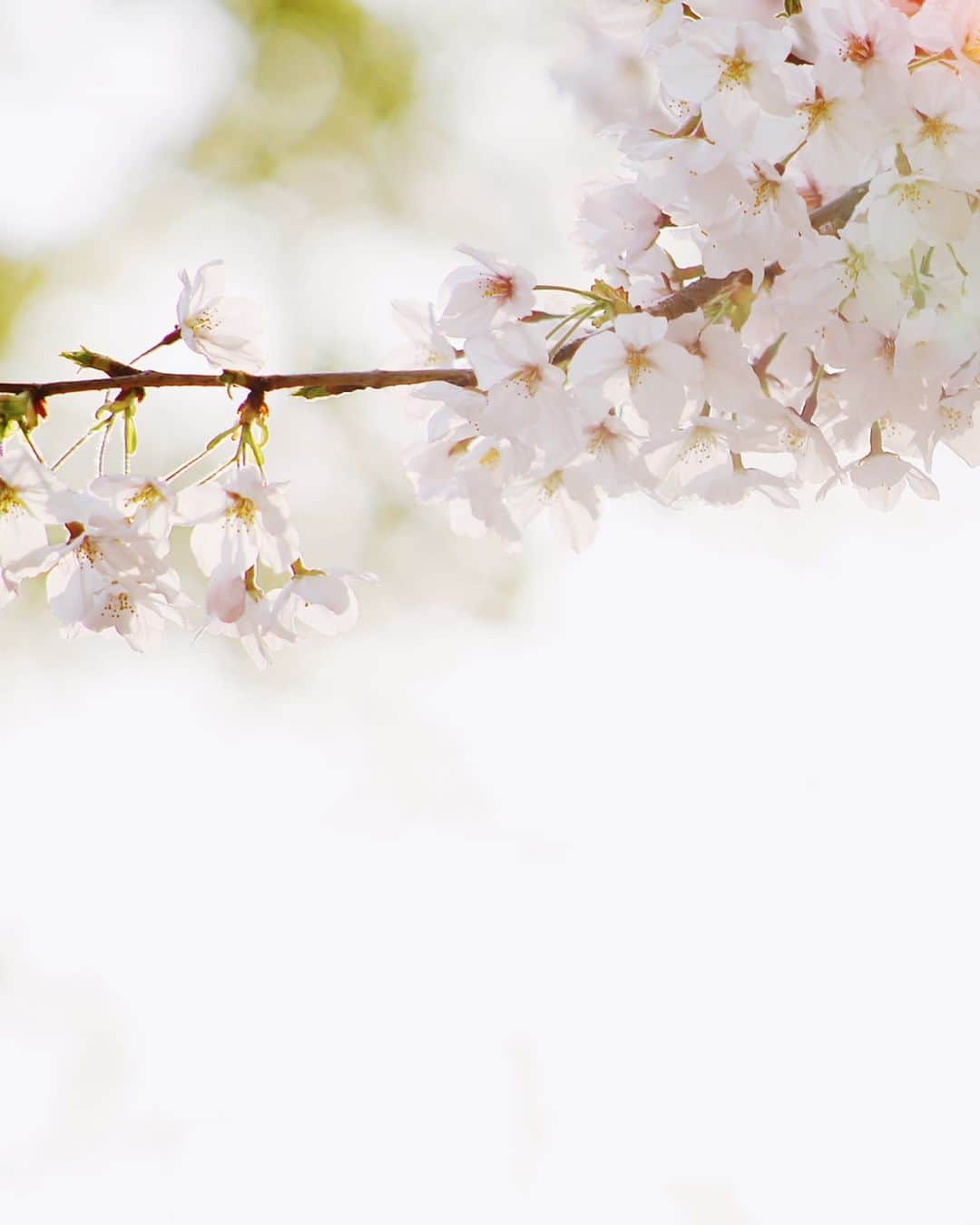 東由樹さんのインスタグラム写真 - (東由樹Instagram)「﻿ ﻿ ﻿ ﻿ ﻿ ﻿ ﻿ #おうち時間﻿ #おうちでお花見﻿ #桜#お花見﻿ #ゆきつんカメラ﻿ ﻿ #bestphoto_japan#photo_jpn﻿ #camera#cameragirl#photo﻿ #photographer#instagram #my_eos_photo」4月3日 19時09分 - yukitsun_0217