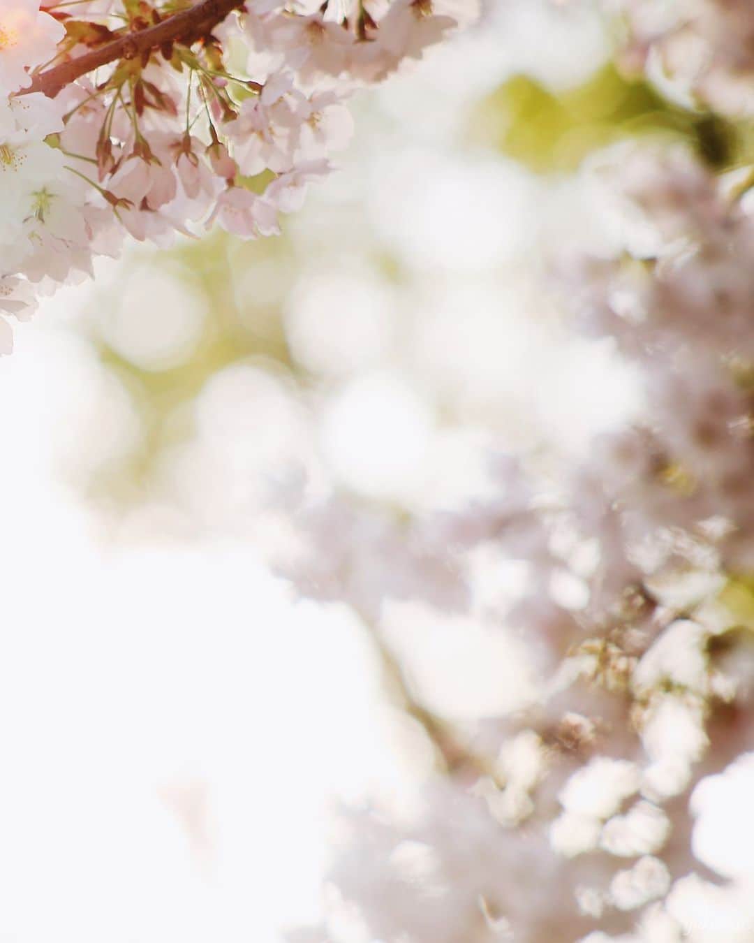 東由樹さんのインスタグラム写真 - (東由樹Instagram)「﻿ ﻿ ﻿ ﻿ ﻿ ﻿ ﻿ #おうち時間﻿ #おうちでお花見﻿ #桜#お花見﻿ #ゆきつんカメラ﻿ ﻿ #bestphoto_japan#photo_jpn﻿ #camera#cameragirl#photo﻿ #photographer#instagram #my_eos_photo」4月3日 19時09分 - yukitsun_0217