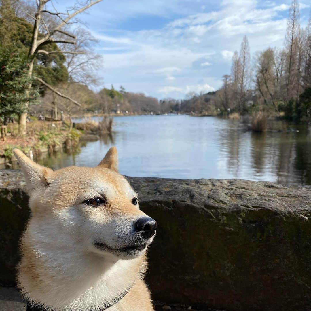 アブのインスタグラム：「先々月くらいに遊びに行った井の頭公園。 今は入場規制されちゃってるのかな？ 早く収束して、また沢山遊べるといいなぁ…！ ちなみに5枚目は偶然見かけた謎の動物。 一瞬でいなくなっちゃったけど、動物園から逃げ出してきちゃったのかな？🤔 #dog #シバチャ #犬 #井の頭公園 #柴犬」