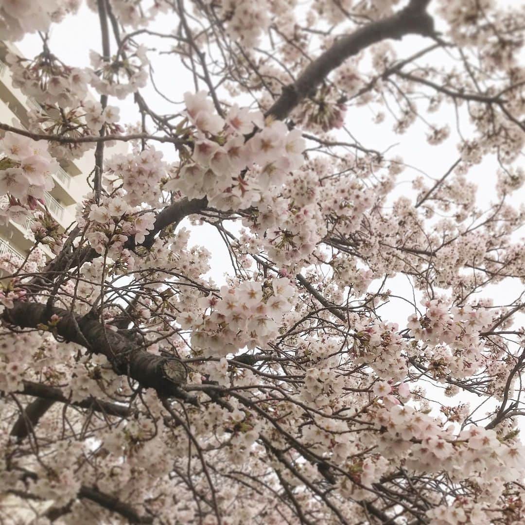 坂口和也さんのインスタグラム写真 - (坂口和也Instagram)「今日は暖かい🌸」4月3日 10時20分 - kazunari_sakaguchi
